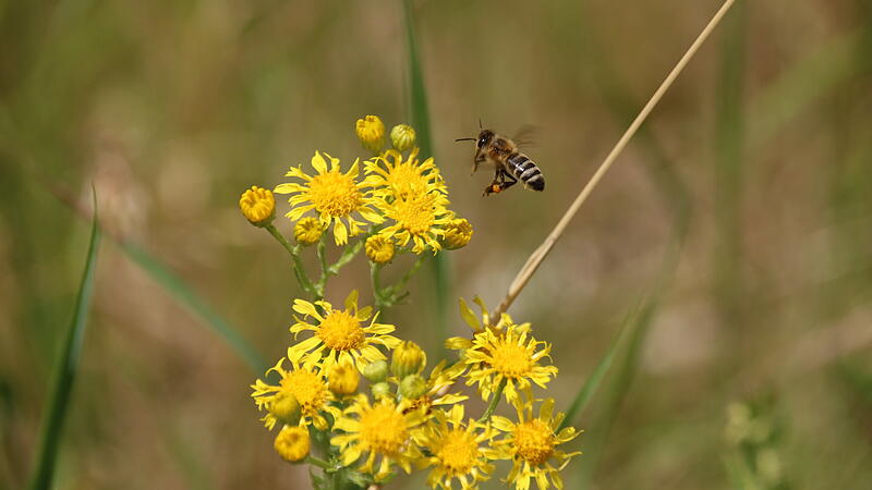 Das Jakobskreuzkraut bietet eine Nahrungsquelle f&uuml;r Insekten. Hier zu sehen: Eine Nektar-sammelnde Honigbiene mit Pollen.Jakobskreuzkraut in Kulmbach
