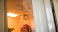 Ein Glas Kimchi im Kühlschrank Ein Glas Kimchi im Kühlschrank