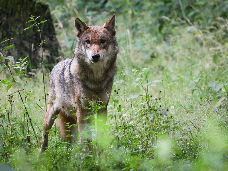 Wolf
