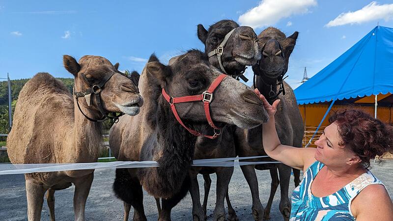 Dromedare und Kamel holen sich ein paar Streicheleinheiten von Zirkus-Direktorin Liane Weisheit-K&ouml;llner.
