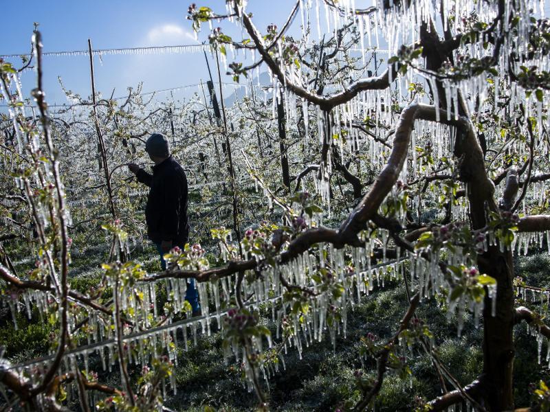 Obstbauern schützen Knospen vor Frostschäden
