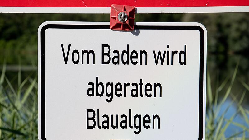 Blaualgen Blaualgen