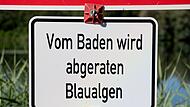 Blaualgen