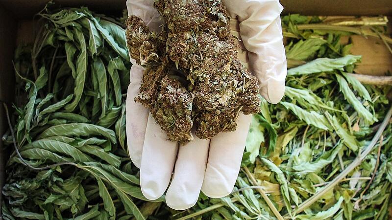So sieht Marihuana aus. So sieht Marihuana aus.