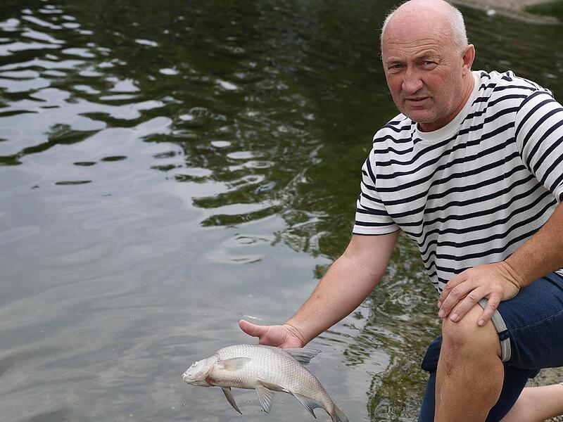 Gerald Kummer vom Fischereiverein zeigt eine Brachse. Neben Zander und Barschen haben vor allem Brachsen nicht überlebt. Sonny Adam Gerald Kummer vom Fischereiverein zeigt eine Brachse. Neben Zander und Barschen haben vor allem Brachsen nicht überlebt. Sonny Adam