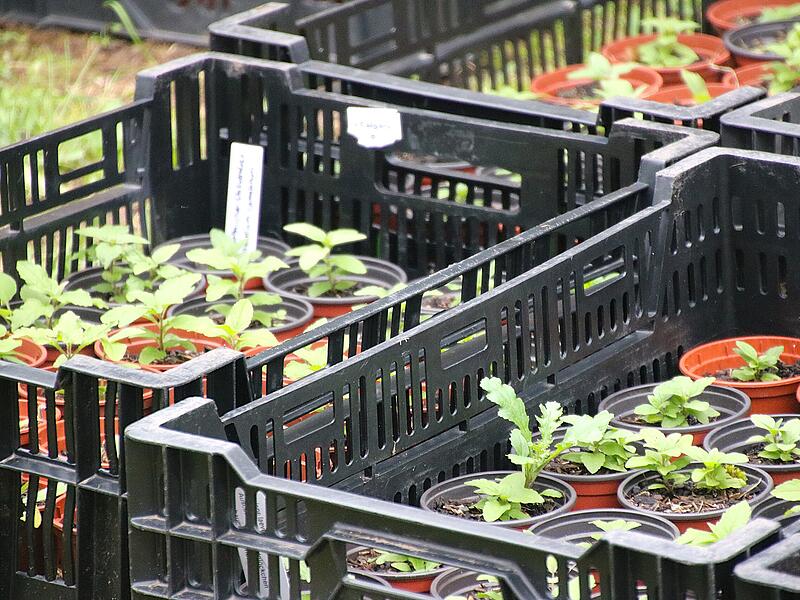 Veronica Müller hat noch eine Vielzahl an Zöglingen, die verpflanzt werden sollen. Veronica Müller hat noch eine Vielzahl an Zöglingen, die verpflanzt werden sollen.