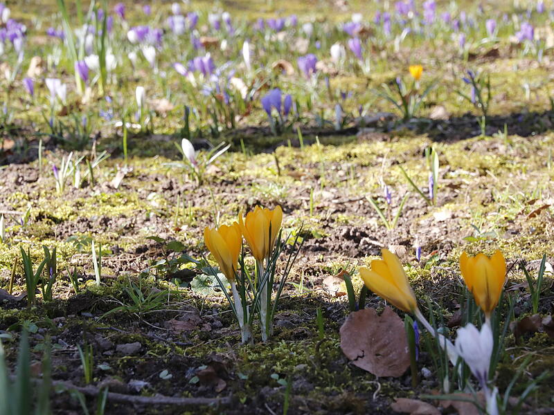 Die ersten Blumen blühen im KurgartenDie ersten Frühlingsboten in Bad Kissingen Die ersten Blumen blühen im Kurgarten
