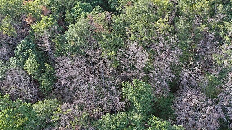 Die trockenen und hei&szlig;en Sommer der letzten Jahre haben deutliche Spuren an den Buchen hinterlassen. Klar erkennbar sind braune, abgestorbene Kronen.