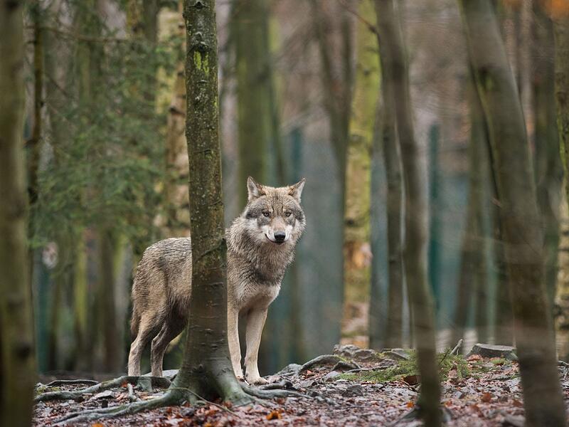 Wolf