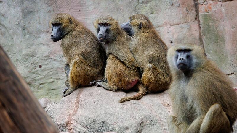 Guinea-Paviane im Tiergarten Nürnberg