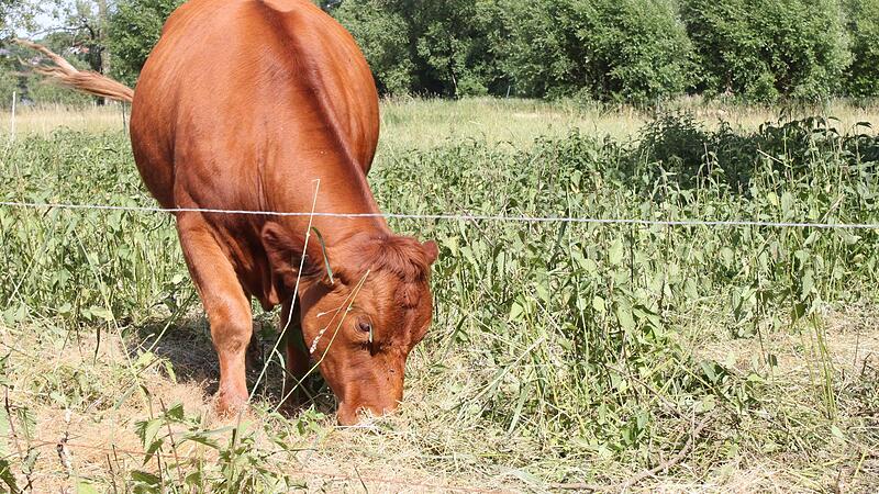 Ein Rind grast auf einer Weide im Raum Marktgraitz. Dort war allerlei Unrat weggeworfen worden, an dem sich die Tiere verletzen k&ouml;nnen.