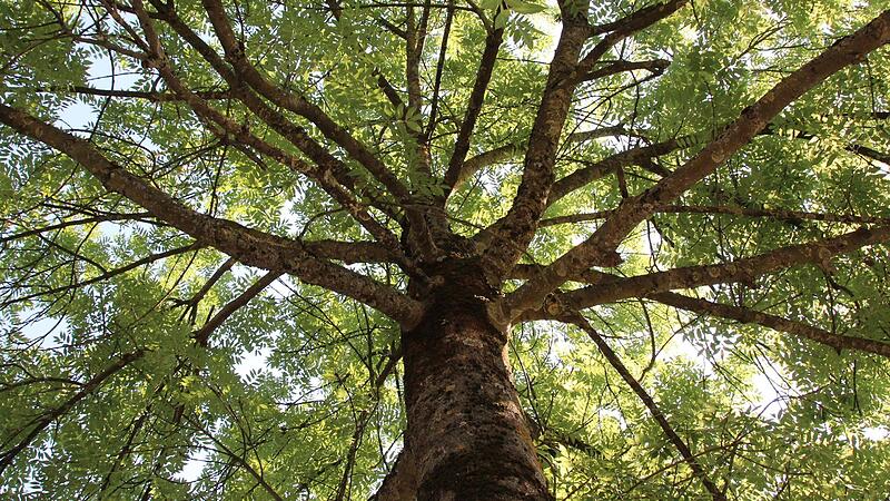 Großkronige Bäume bilden Schatteninseln an heißen, sonnigen Tagen. Gerade – aber nicht nur – ältere Menschen wissen das zu schätzen, wenn sie zu Fuß in der Stadt unterwegs sind.