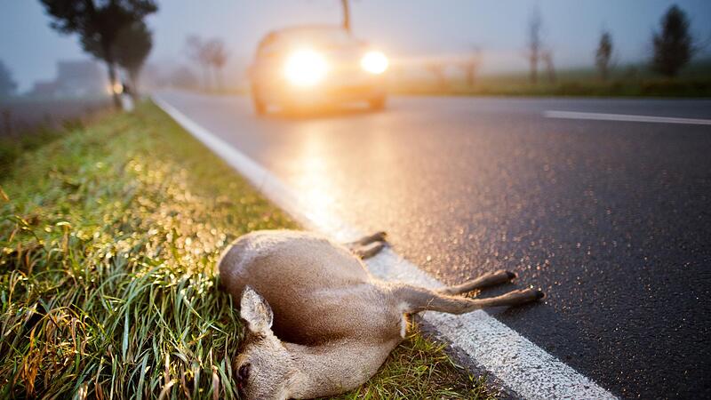 Die Wildunf&auml;lle im Landkreis Ha&szlig;berge sind heuer um etwa zehn Prozent zur&uuml;ckgegangen.