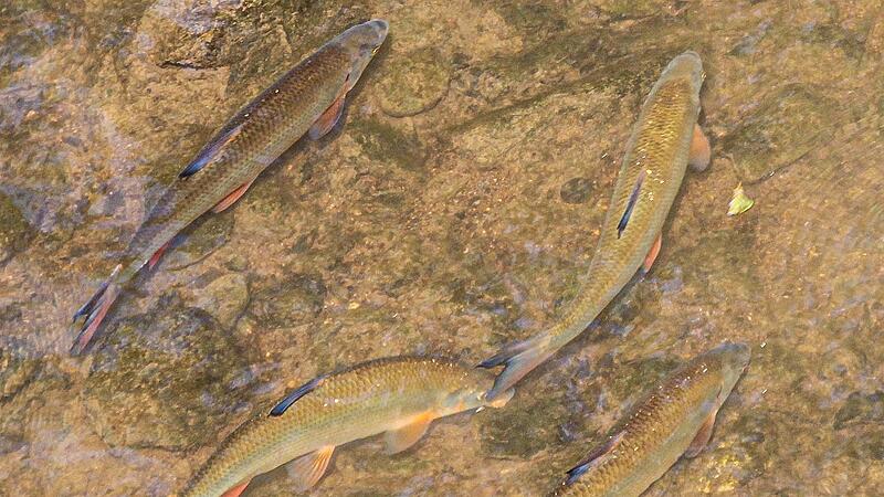 Große Rotfedern, mitten in der Itz und mitten in Coburg – ein seltener Anblick. Die Fische retten sich in tieferes Wasser. Große Rotfedern, mitten in der Itz und mitten in Coburg – ein seltener Anblick. Die Fische retten sich in tieferes Wasser.