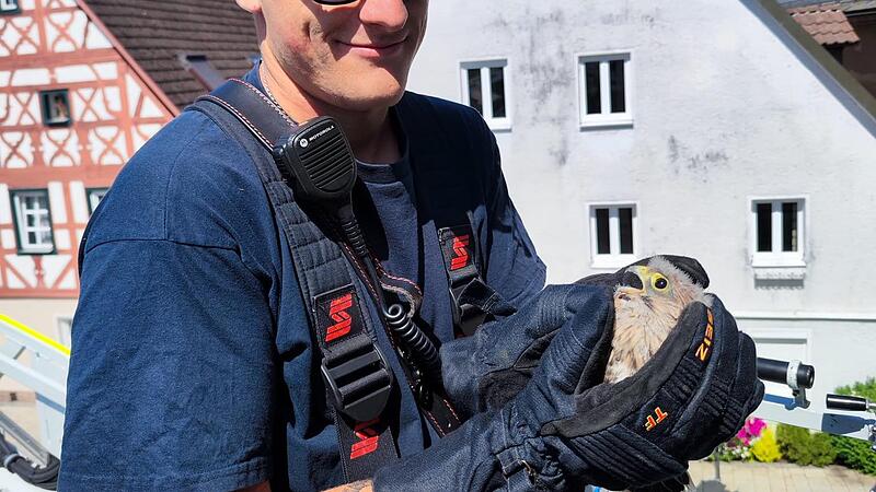 Falkner Nico Leisner ist erleichtert: Den Jungfalken geht es gut.Forchheim & Fränkische Schweiz Falkner Nico Leisner ist erleichtert: Den Jungfalken geht es gut.Forchheim & Fränkische Schweiz