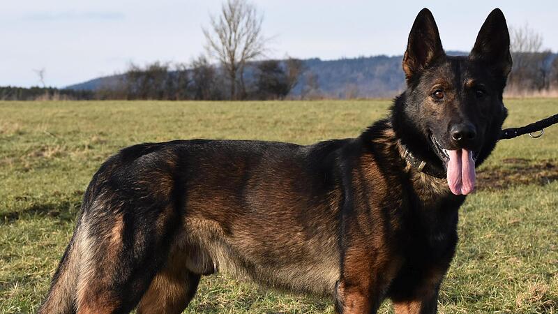 Fritz sucht neue Menschen, die ihm ein Zuhause geben.