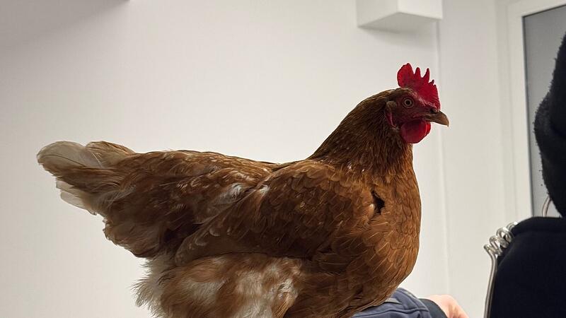 Huhn "Henrietta" bei der Bundespolizei M&uuml;nchen