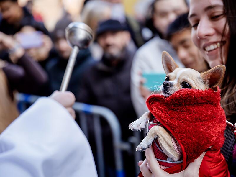 Tiersegnung Tiersegnung