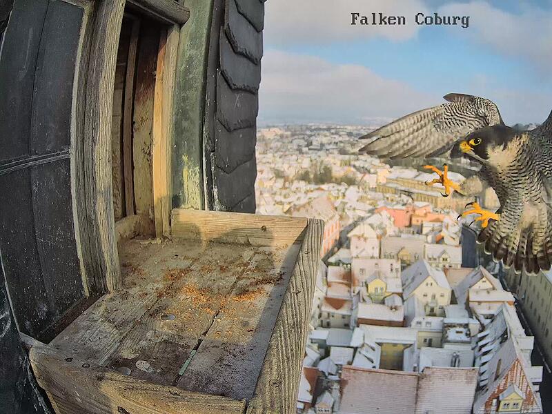 Au&szlig;en-Webcam bei den Coburger Wanderfalken in der Morizkirche