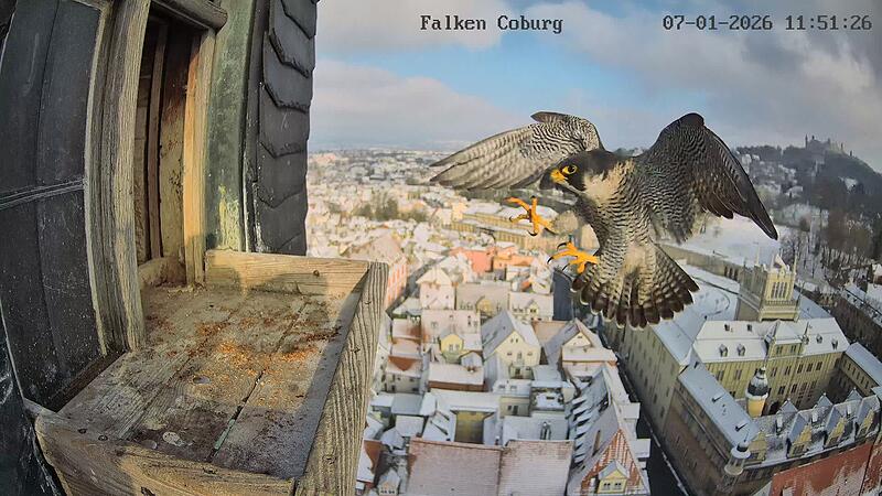 Au&szlig;en-Webcam bei den Coburger Wanderfalken in der Morizkirche