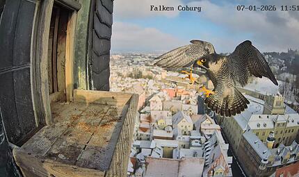 Außen-Webcam bei den Coburger Wanderfalken in der Morizkirche Außen-Webcam bei den Coburger Wanderfalken in der Morizkirche