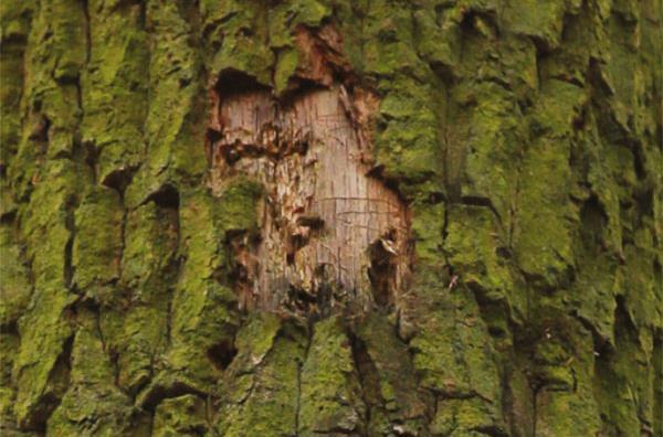 Im Trockenstress: Spechtaufschlag an einer Eiche mit Gängen des Eichenprachtkäfers