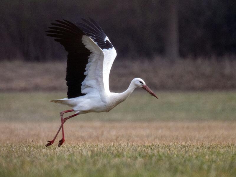 Störche kehren zurück nach Deutschland Störche kehren zurück nach Deutschland
