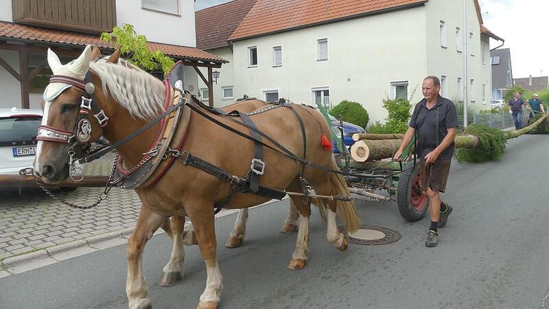 Mit dem Pferdegespann von Manfred M&uuml;ller wurde der Kirchweihbaum transportiert.