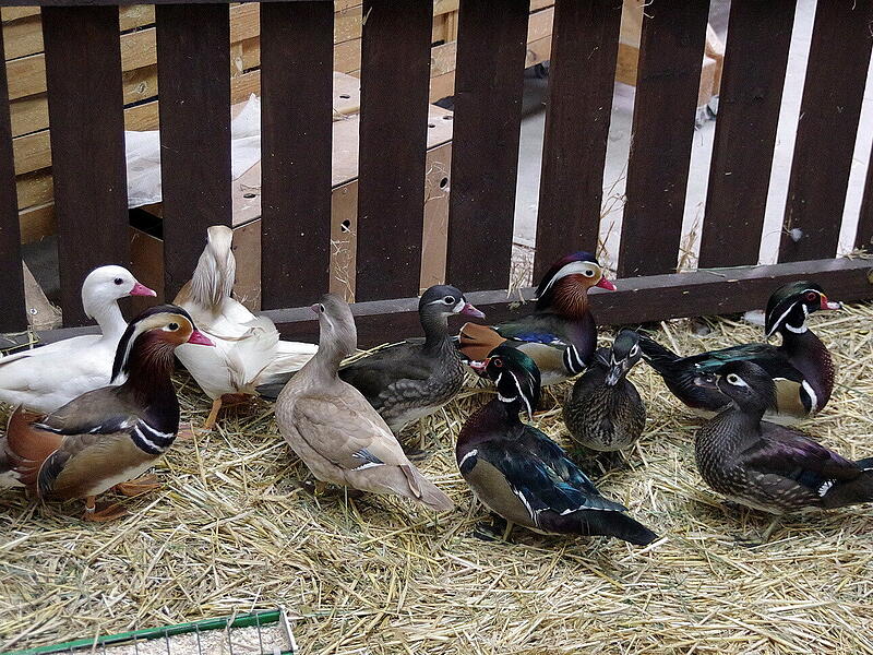 Eine Schau − ein Aushängeschild für die Kleintierzucht im Landkreis.