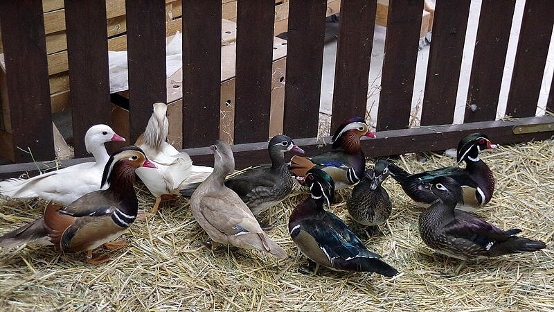 Eine Schau − ein Aushängeschild für die Kleintierzucht im Landkreis.