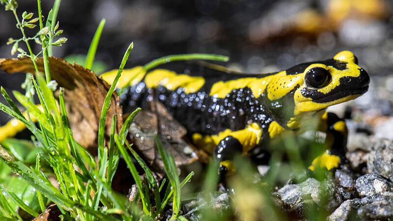Feuersalamander Feuersalamander