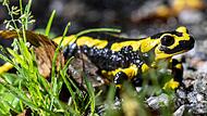 Feuersalamander