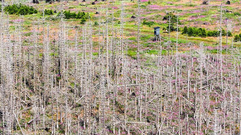Waldsterben durch Borkenk&auml;fer