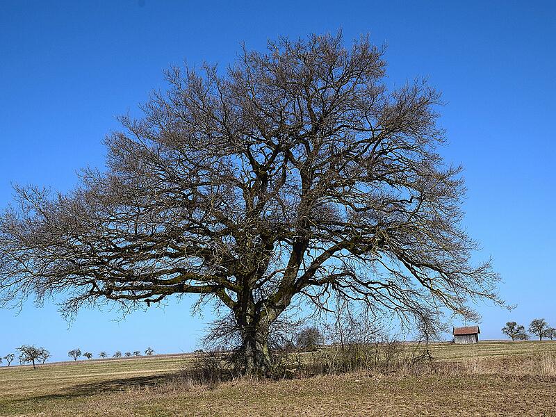 Petra Hartmann: &bdquo;Mein Lieblingsbaum, die alte Eiche, steht bei Detter und ist noch nicht ganz erwacht. Bald schl&auml;gt sie aber wieder aus.&ldquo;