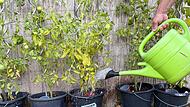 Gießen im Garten Gießen im Garten