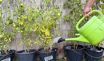 Gießen im Garten Gießen im Garten