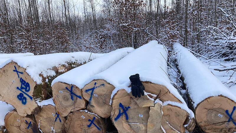 Entlang der Rückegassen im Geisfelder Forst lagen stapelweise Buchenstämme.