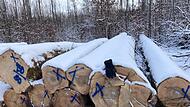 Entlang der Rückegassen im Geisfelder Forst lagen stapelweise Buchenstämme.