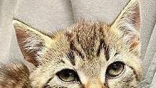 Die Katzenkinder Lena …