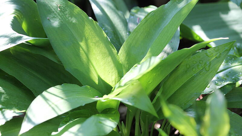 Jeder Gartenbesitzer kann das Wunderkraut B&auml;rlauch selber unter B&auml;umen und Str&auml;uchern anbauen.