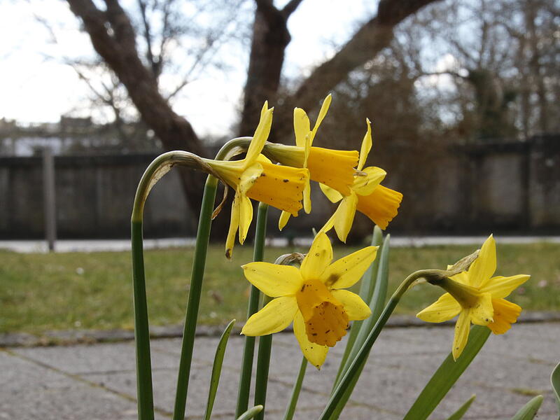 Die ersten Blumen blühen im KurgartenDie ersten Frühlingsboten in Bad Kissingen Die ersten Blumen blühen im Kurgarten
