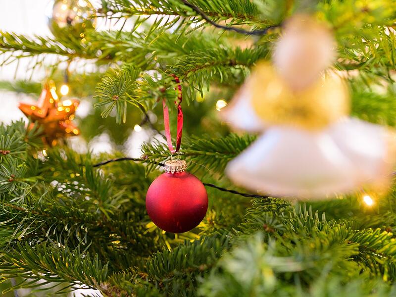 Wie werden Kulmbacherinnen und Kulmbacher dieses Jahr nach Weihnachten ihren Christbaum los?
