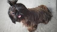 Shih-Tzu-Hündin Biene fraß im Luitpoldpark in Bad Kissingen wahrscheinlich Rattengift und starb wenig später.
