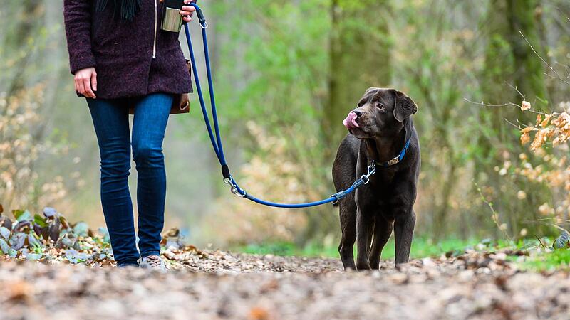 Ab Januar wird in der Gemeinde He&szlig;dorf eine h&ouml;here Hundesteuer f&auml;llig.