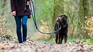 Ab Januar wird in der Gemeinde Heßdorf eine höhere Hundesteuer fällig. Ab Januar wird in der Gemeinde Heßdorf eine höhere Hundesteuer fällig.