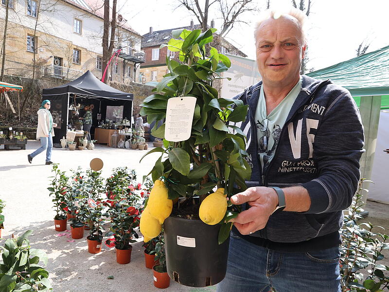 Lenzrosenmarkt Thurnau 2026Lenzrosenmarkt in Thurau begeistert