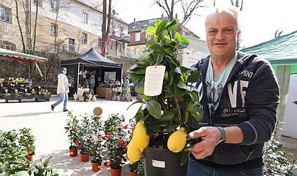 Lenzrosenmarkt Thurnau 2026Lenzrosenmarkt in Thurau begeistert