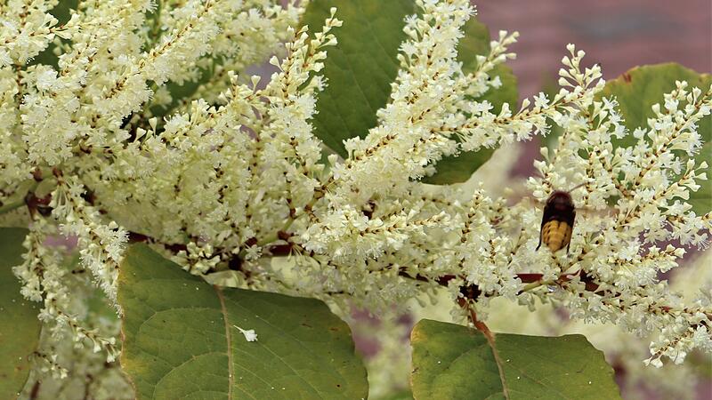 Der Japanische Staudenknöterich steht nun in voller Blüte. Auch alle anderen Arten der großen Knöterichfamilie zeigen jetzt ähnliche Blütenformen. Der Japanische Staudenknöterich steht nun in voller Blüte. Auch alle anderen Arten der großen Knöterichfamilie zeigen jetzt ähnliche Blütenformen.