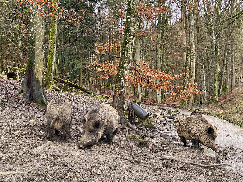 Bei der Bescherung im Wildpark Hundshaupten bekamen die Tiere von Kindern gebastelte Futtergeschenke.