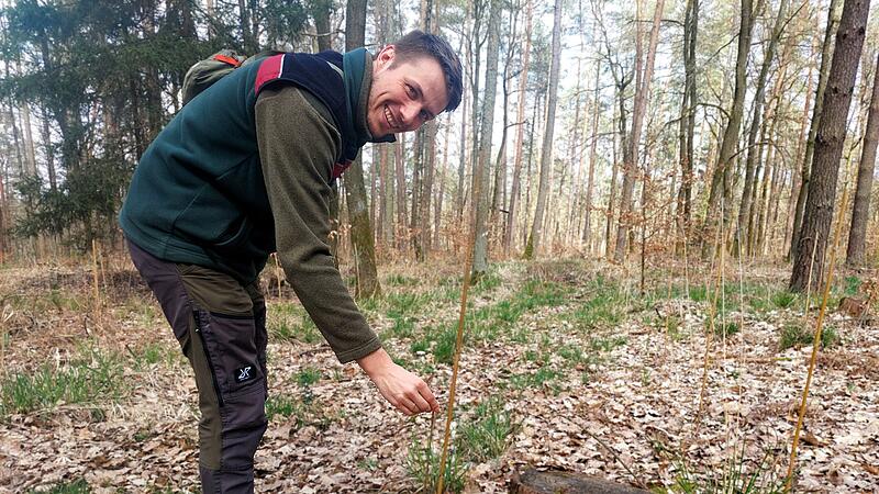 Aufforsten mit einheimischen und fremdl&auml;ndischen B&auml;umen: Mit dieser Ma&szlig;nahme will der Hirschaider Forstrevierleiter Jakob Graffe den Waldbestand sichern.